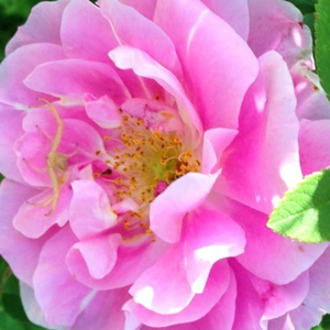 Онлайн магазин за рози - парк – храст роза - розов - Pоза Терез Бунет - среден аромат - Джордж Буне - Интерсни удвоени розови цветове.